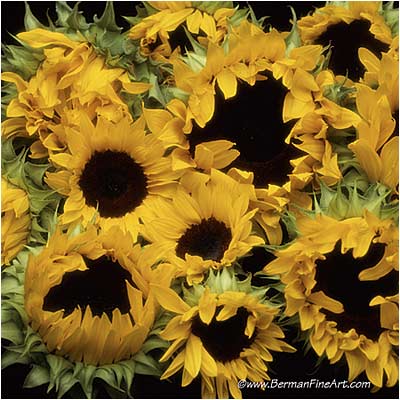 Sunflower Heads